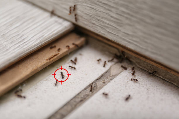 Best Residential Pest Control  in Sandy Oaks, TX