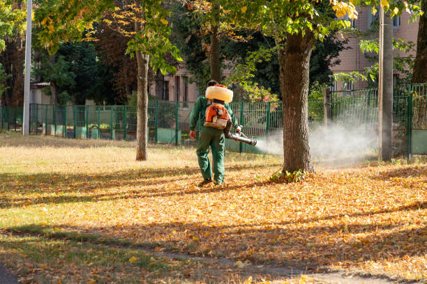 Wasp Removal Services in Sandy Oaks, TX